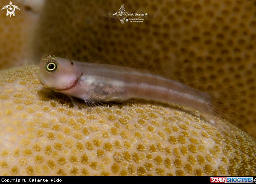 A Lubbock's Coralblenny