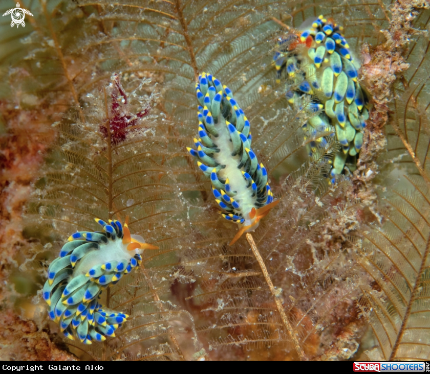 A Trinchesia Seaslug