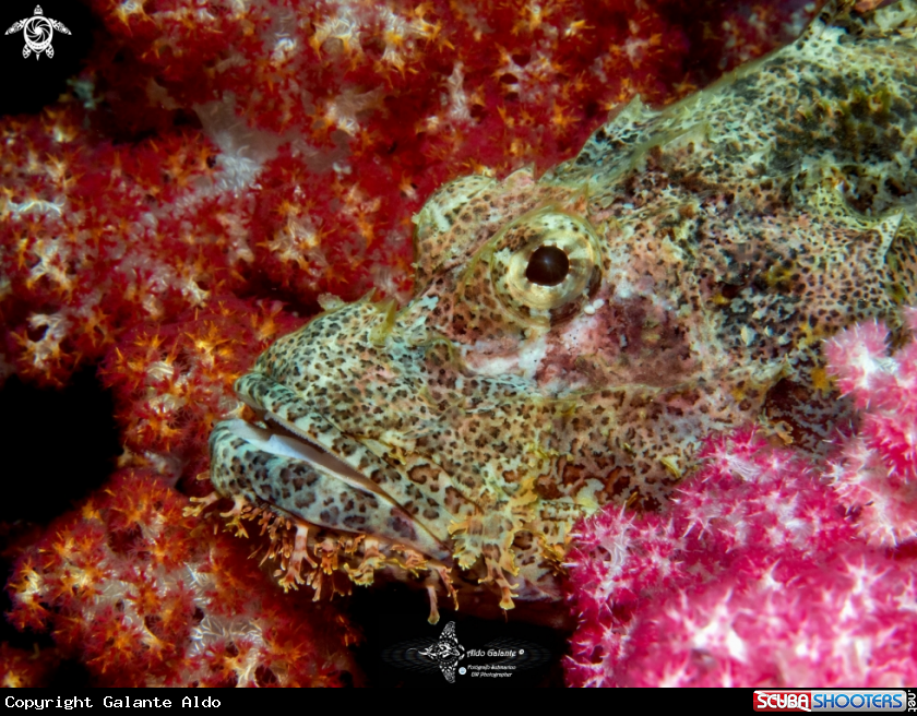 A Scorpionfish