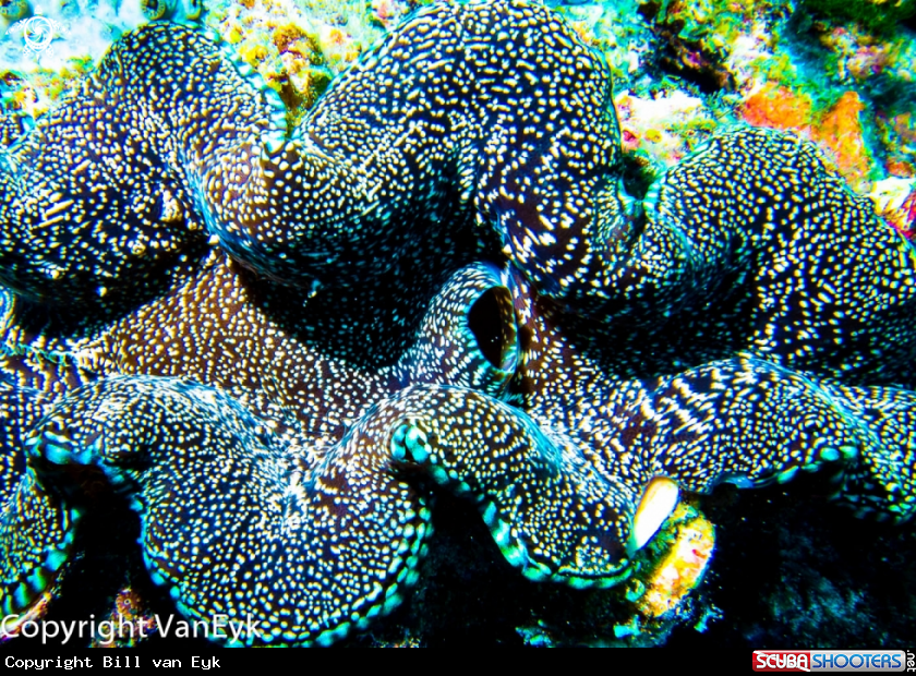 A underwater creature