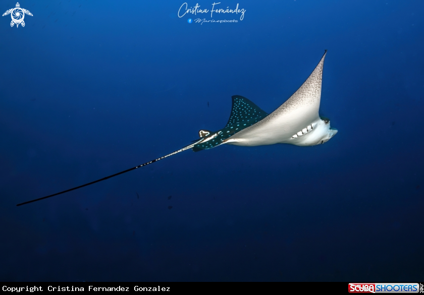 A Eagle ray