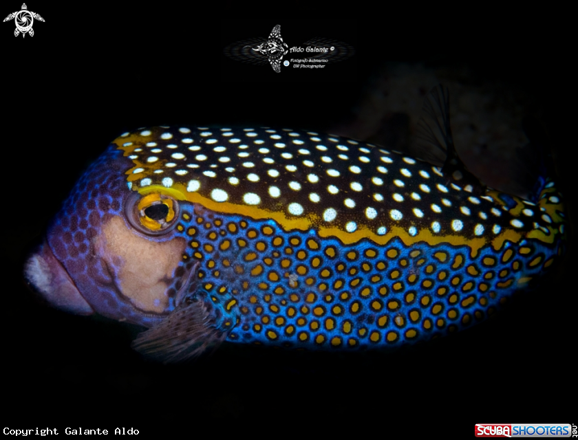 A Whitespotted Boxfish