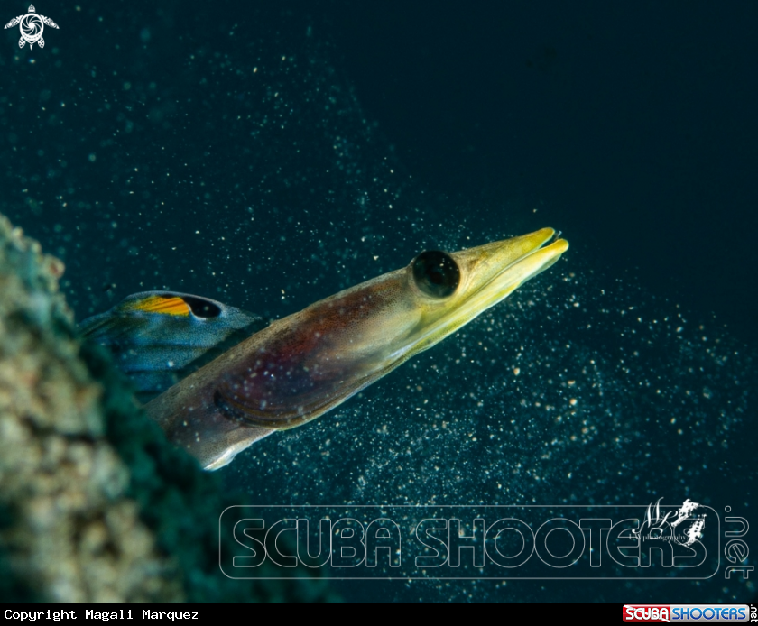 A Pikeblenny 