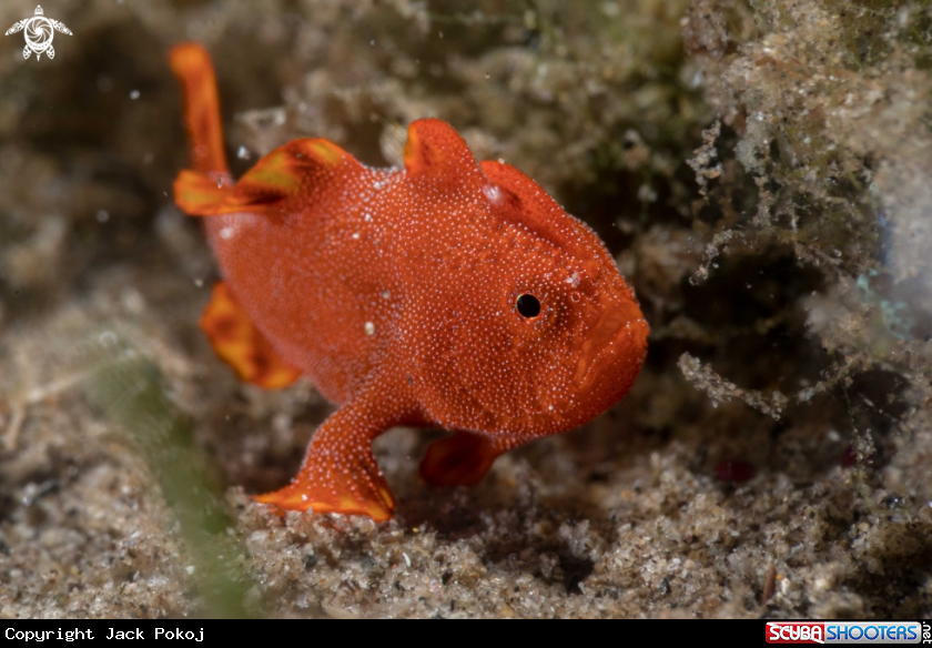 A Painted frogfish