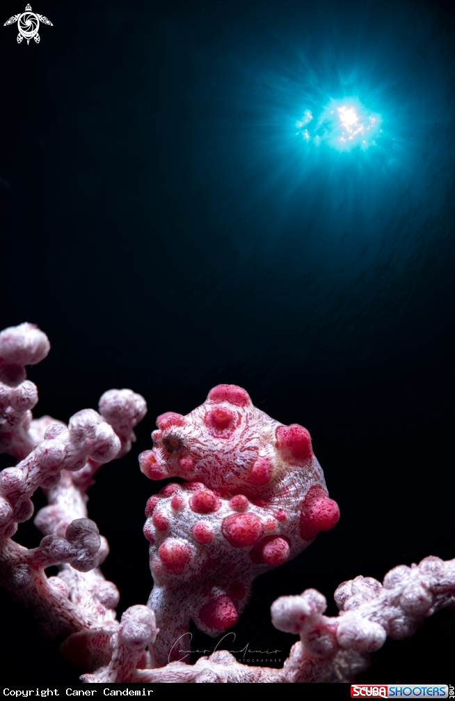 A Pygmy Seahorse