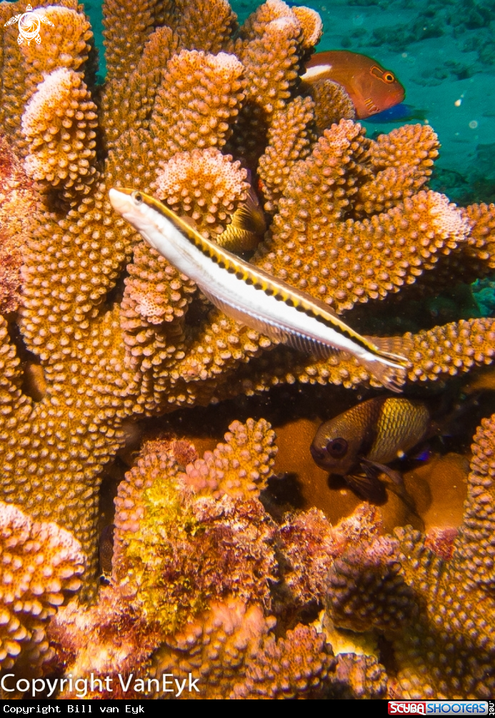 A underwater creature