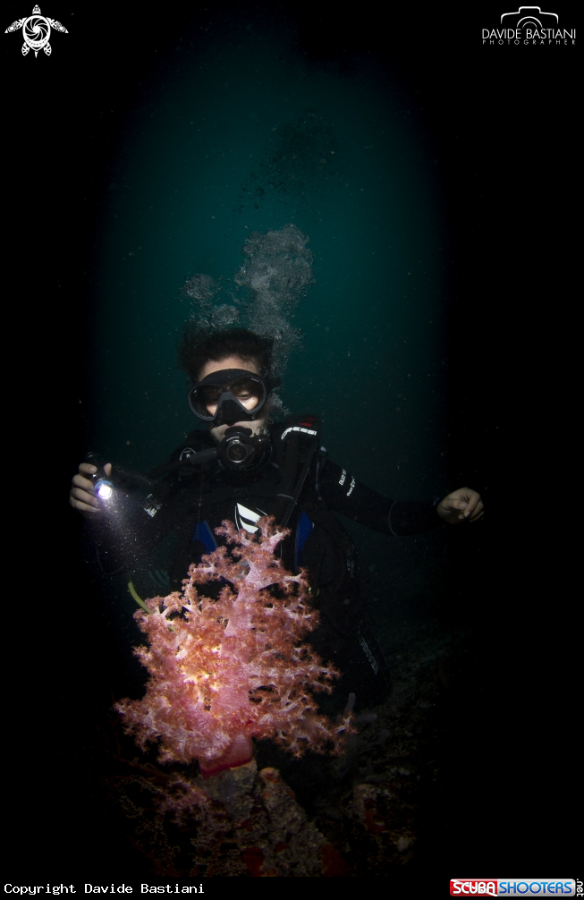A Alcionario Soft Coral