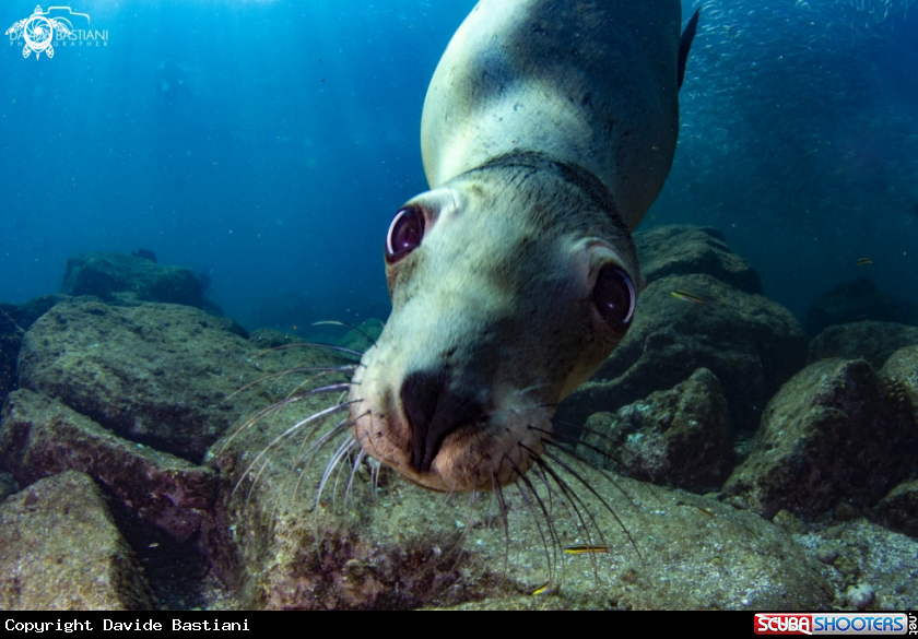 A Sea Lion