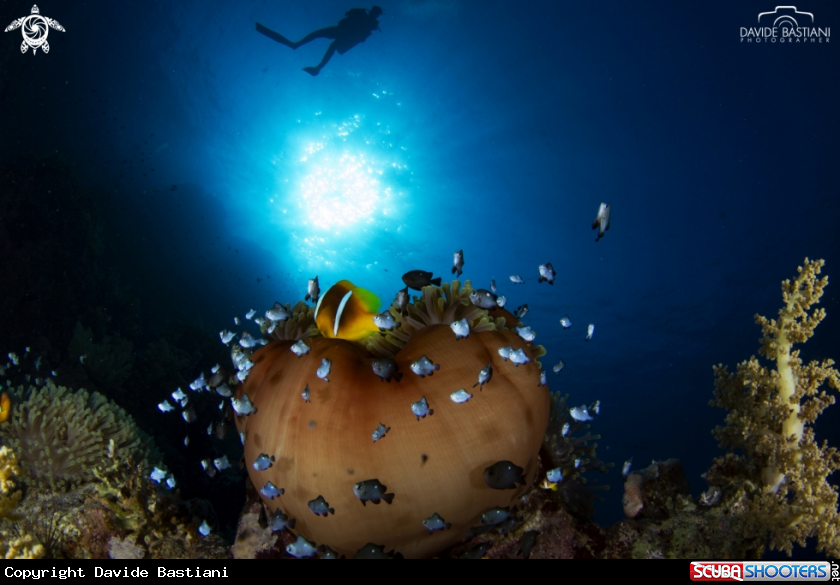 A Clown Fish