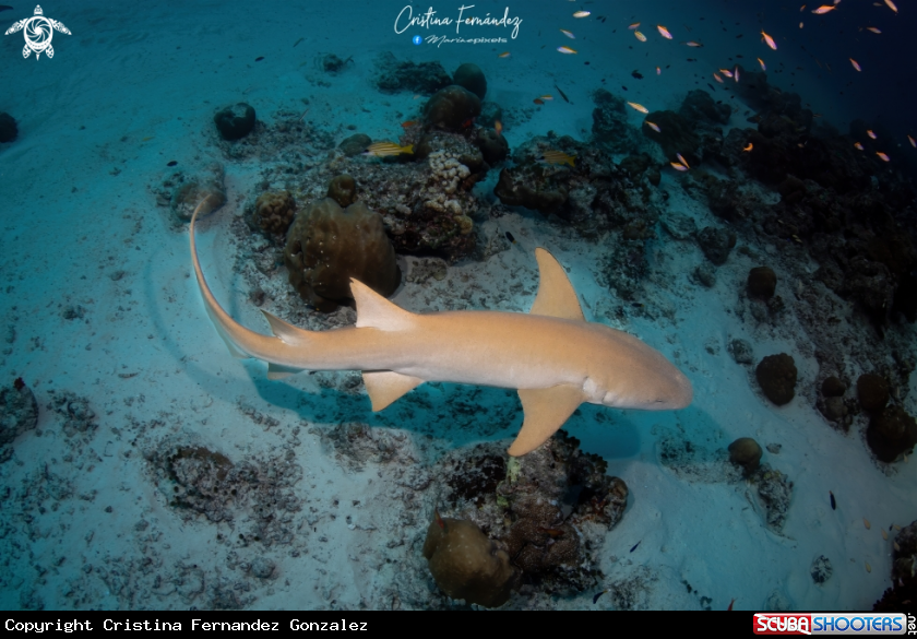 A Nurse shark