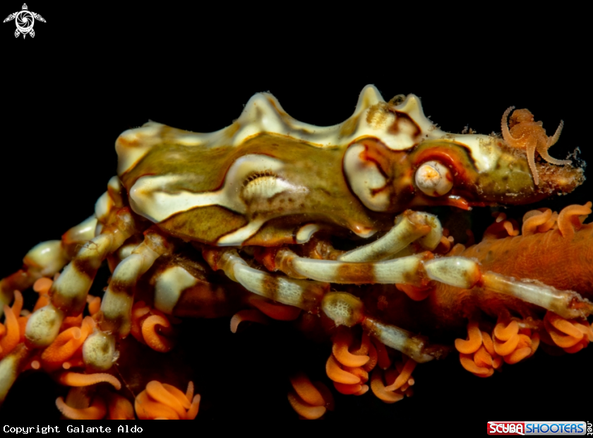 A Xeno crab