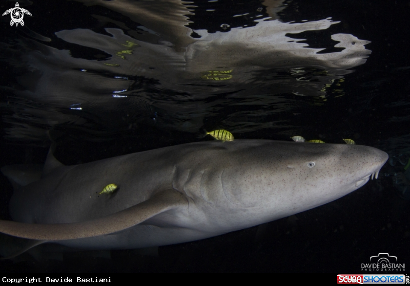 A Nurse Shark