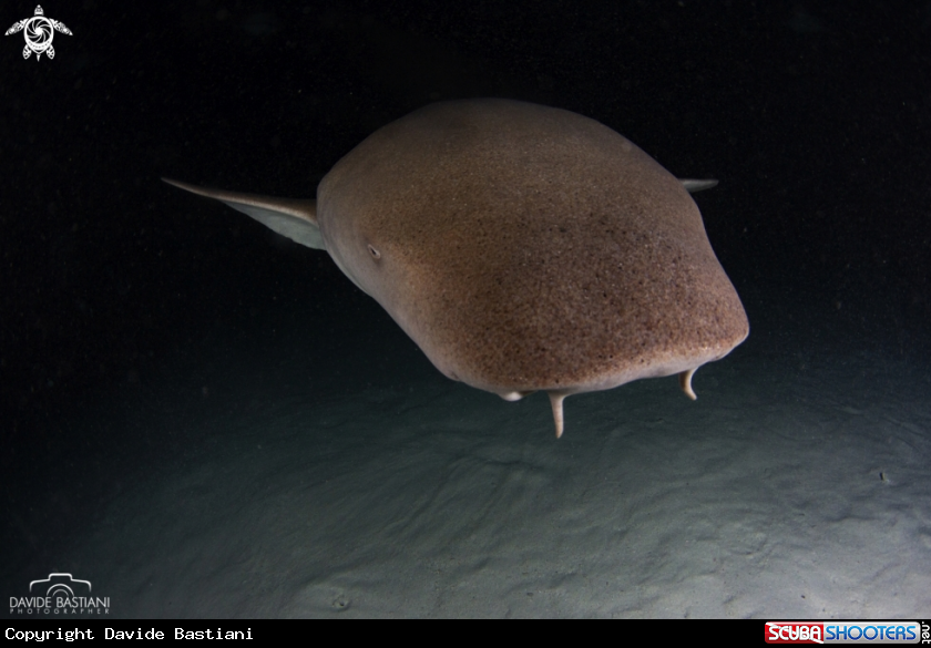 A Nurse Shark