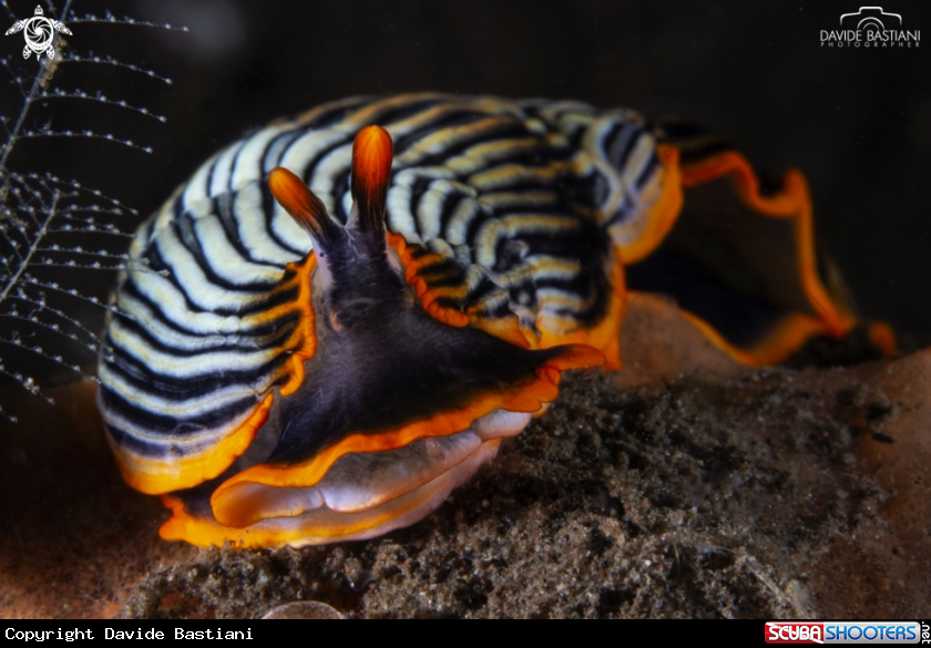 A Nudibranch