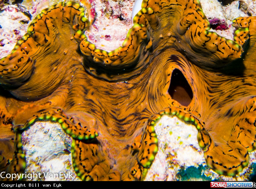 A underwater creature
