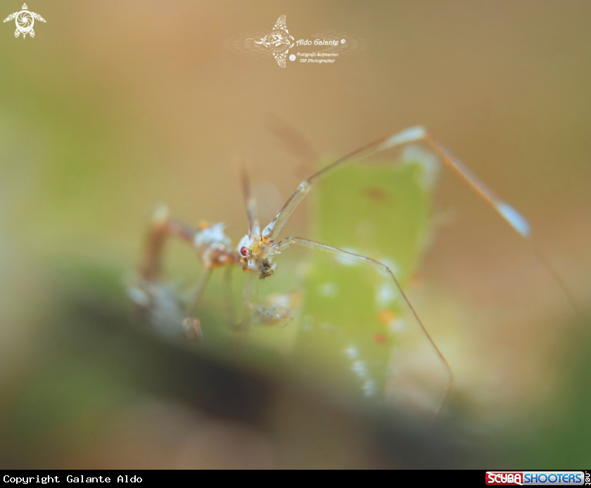 A Skeleton Shrimp