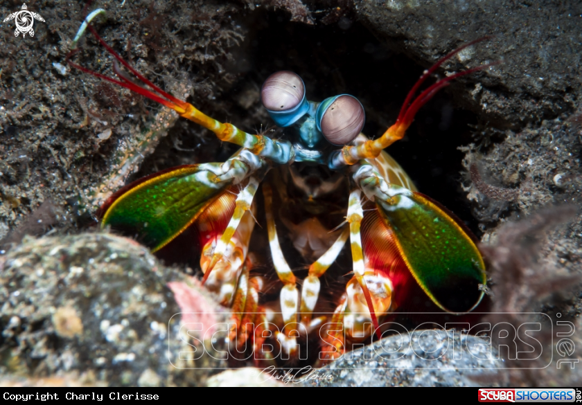 A Peacock Mantis Shrimp