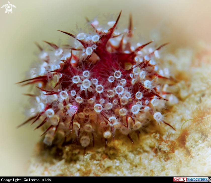 A Sea Urchin?