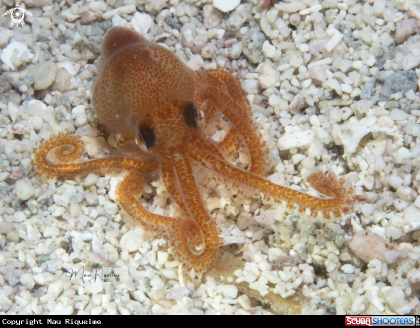 A Atlantic Pygmy Octopus