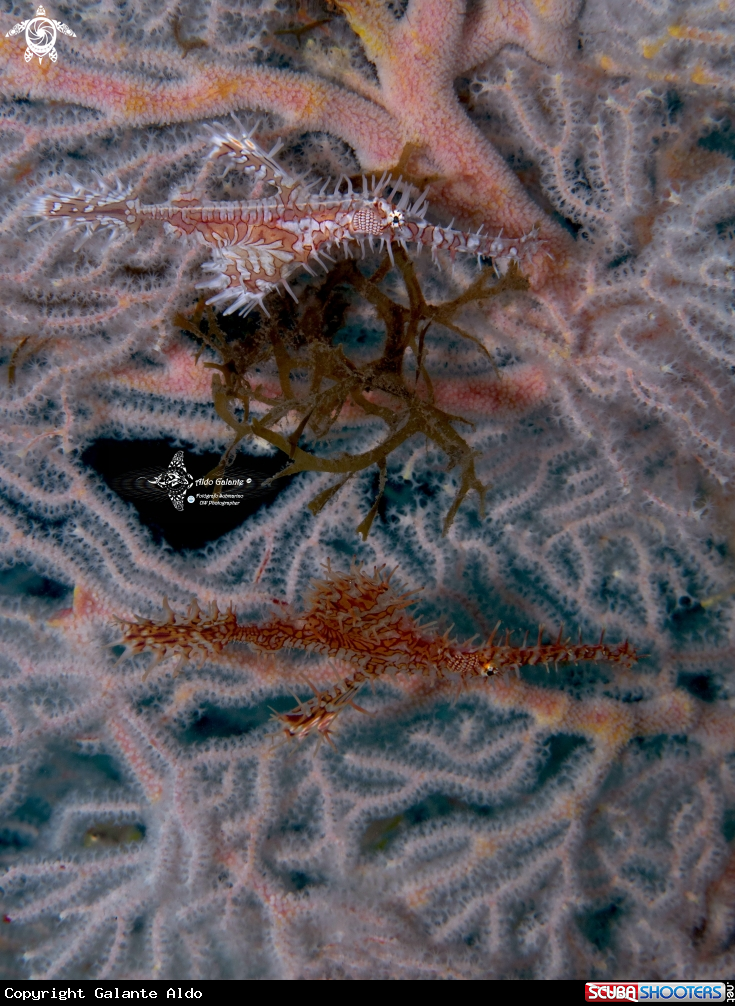 A Ghost Pipe Fish