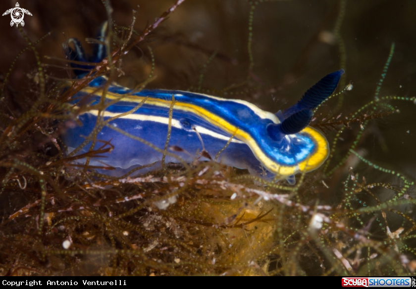 A Hypselodoris tricolor nudibranch