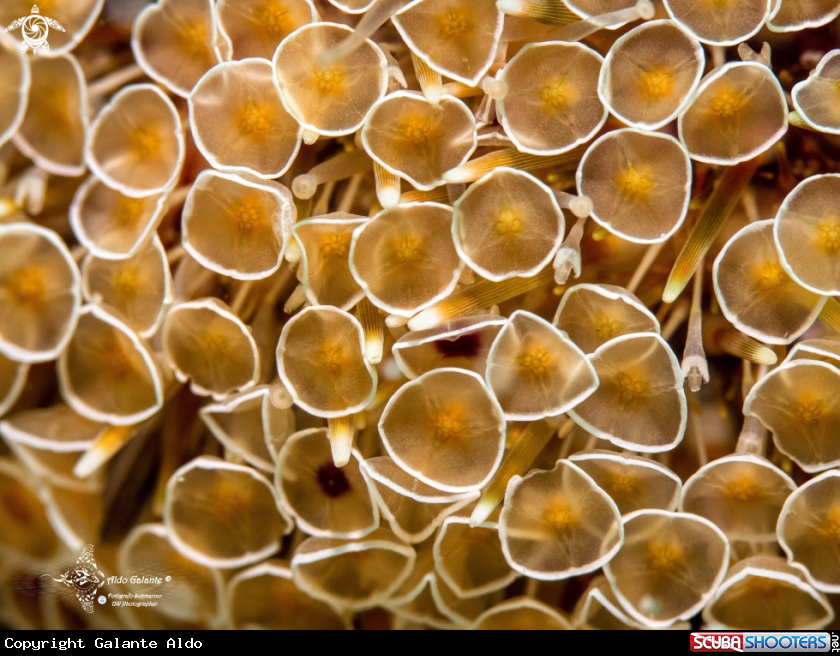 A Flowers Sea Urchin