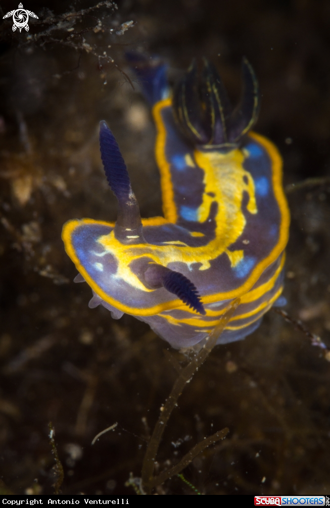 A Felimare nudibranch