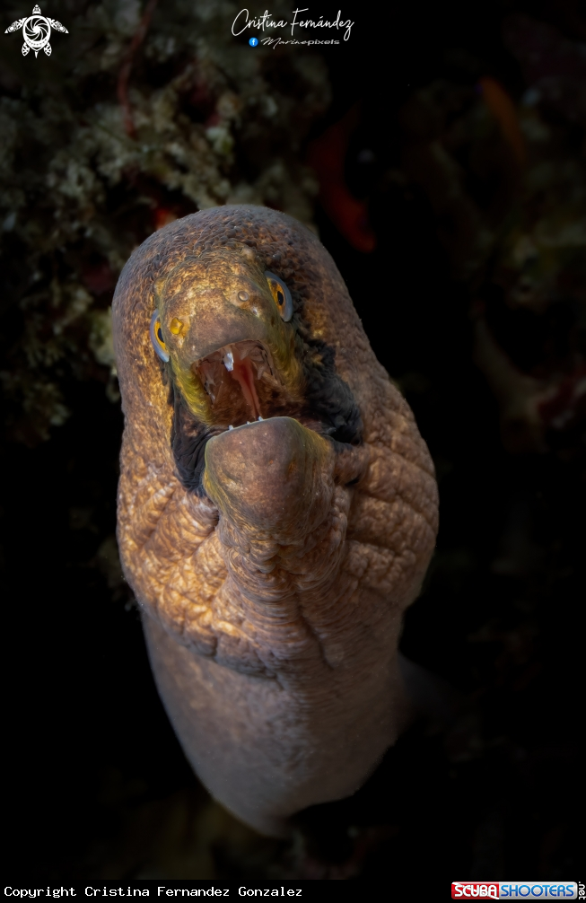 A Bandit moray