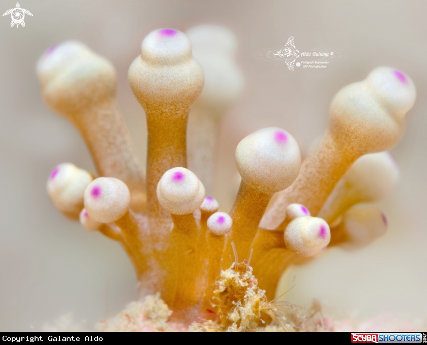 A Anemone