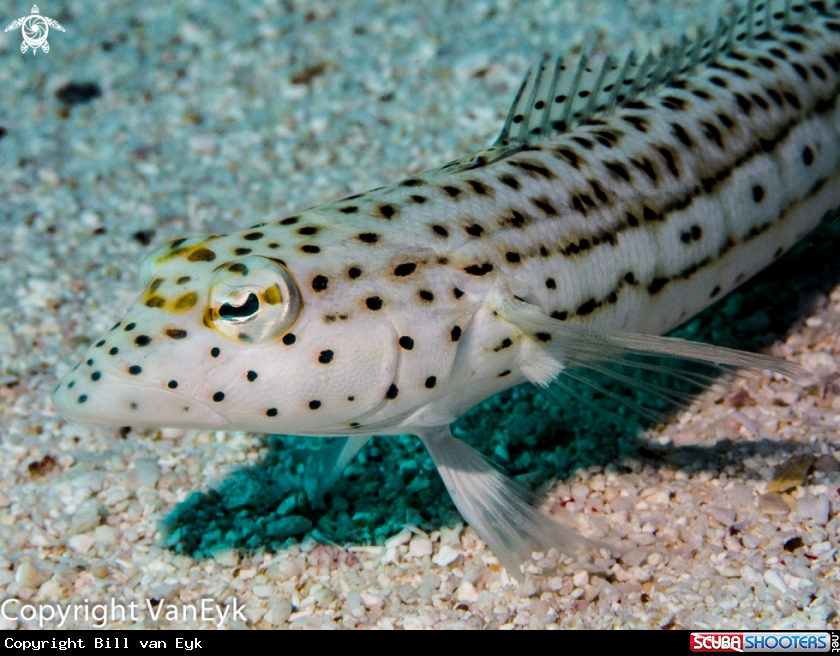 A underwater creature