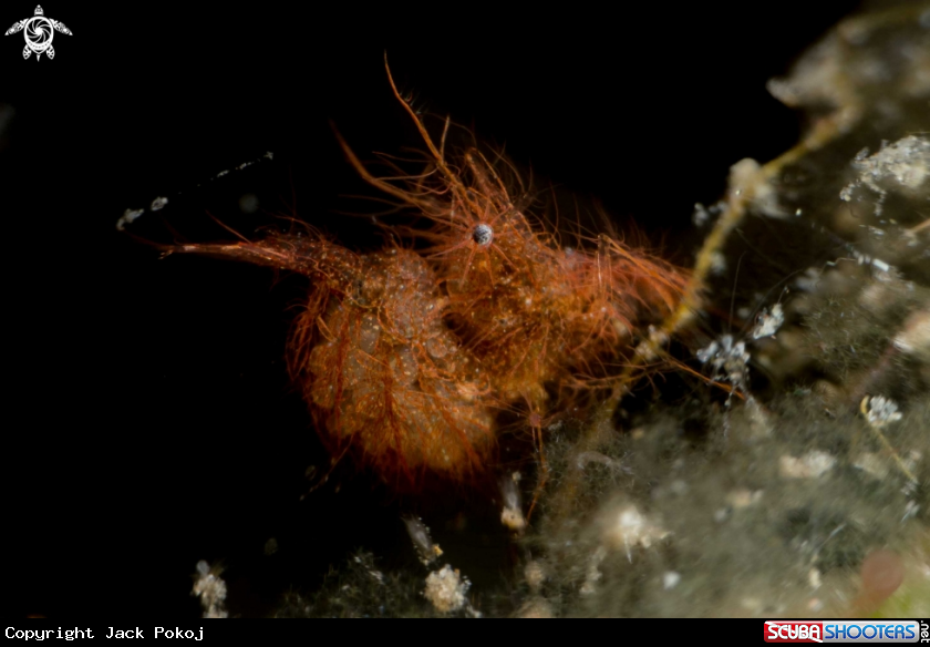A Hairy shrimp