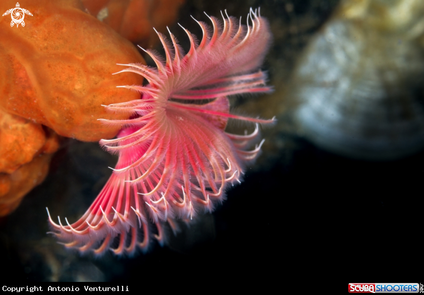 A Serpula vermicularis
