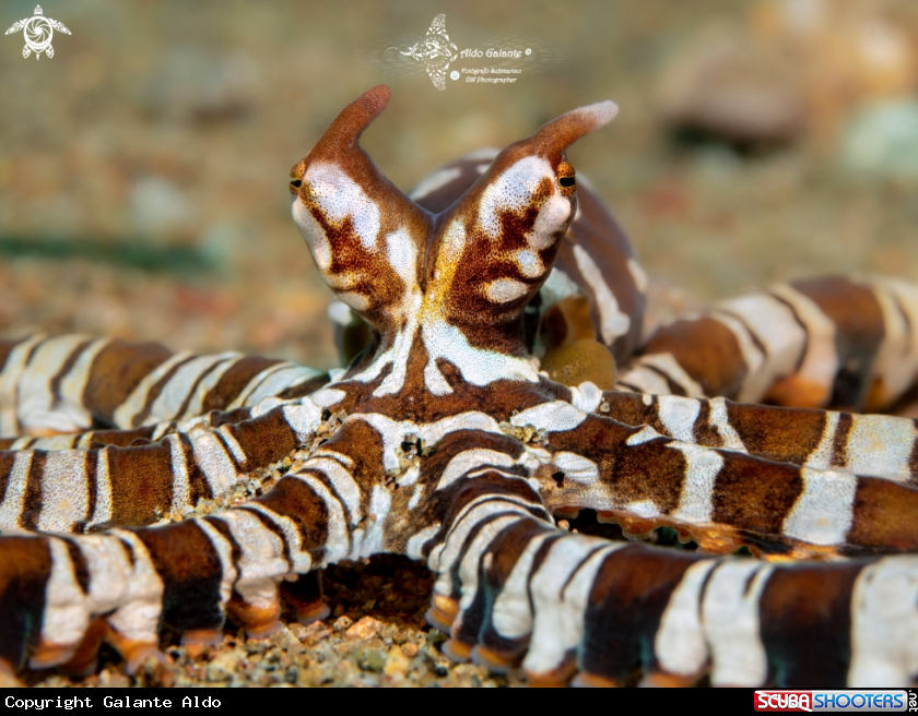 A Wunderpus 