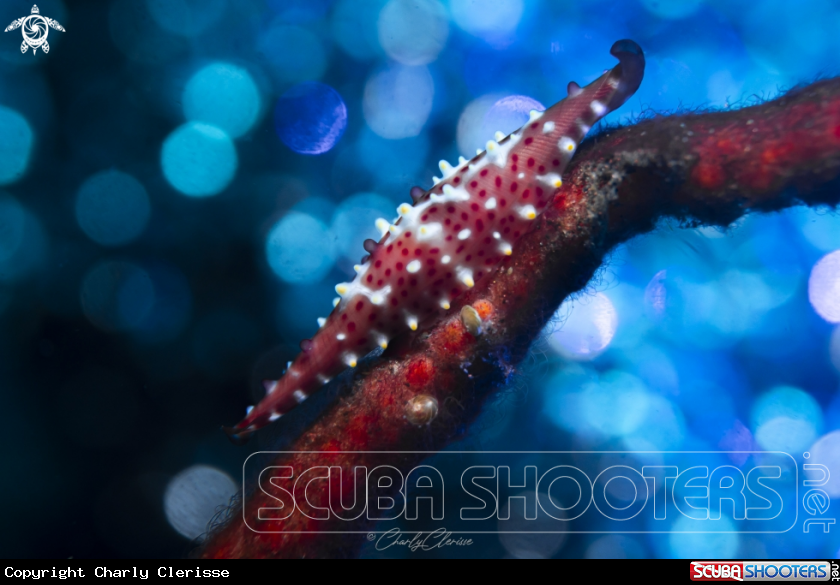 A Soft Coral Cowrie