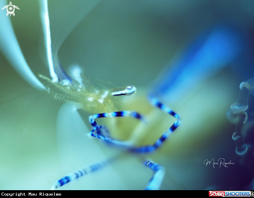 A Pederson Cleaner Shrimp