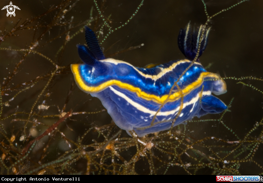 A Tricolor nudibranch