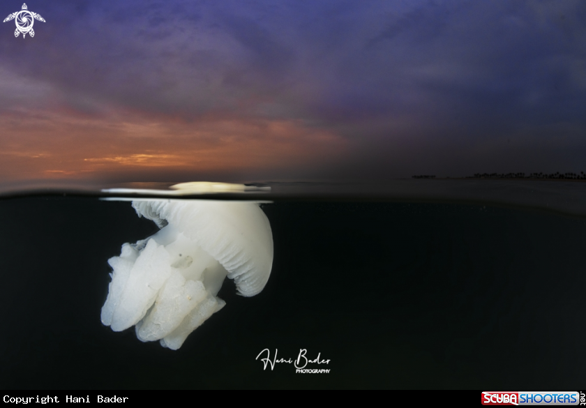 A Jellyfish 
