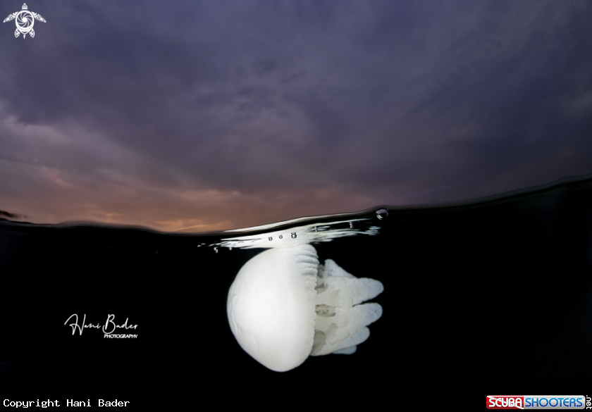 A Jellyfish 