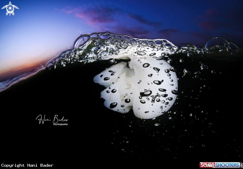 A Jellyfish 