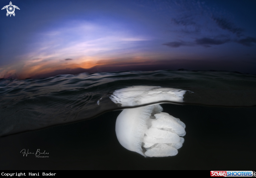 A Jellyfish 