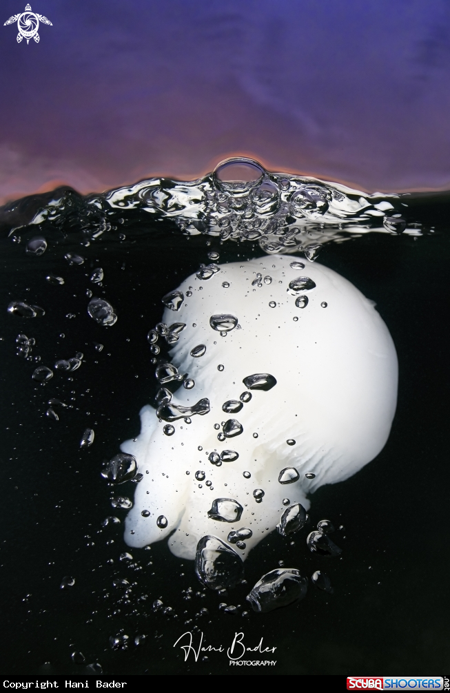 A Jellyfish 