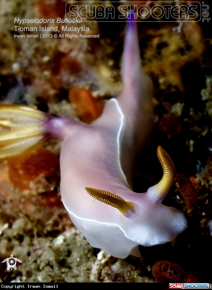 A Hypselodoris