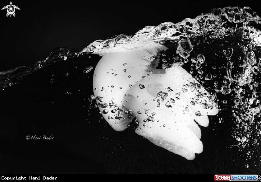 A Jellyfish 