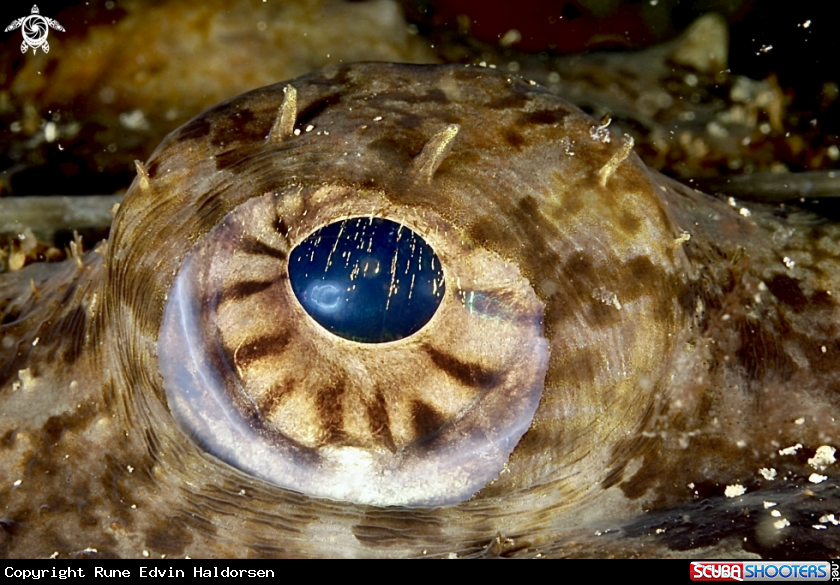 A Monkfish