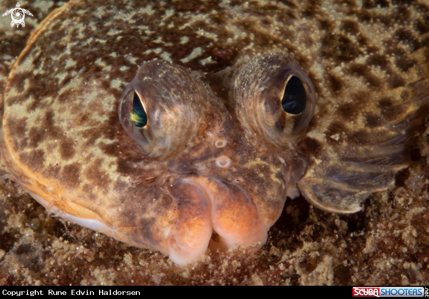 A Flounder
