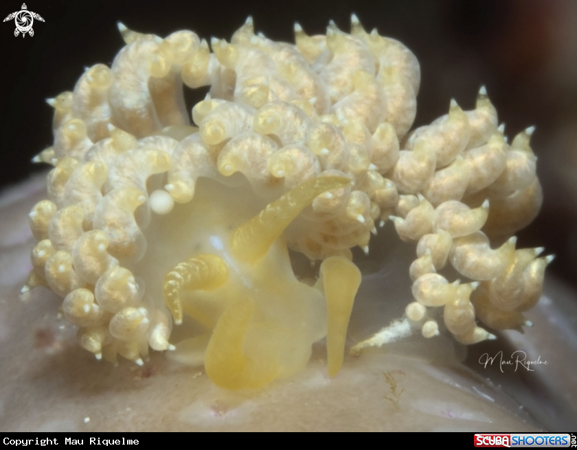 A White-Speckled Nudibranch