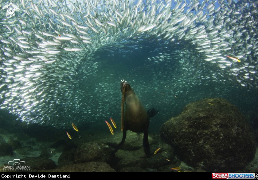 A Sea Lion