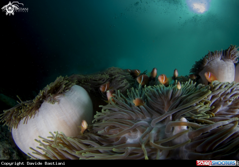 A Clown Fish