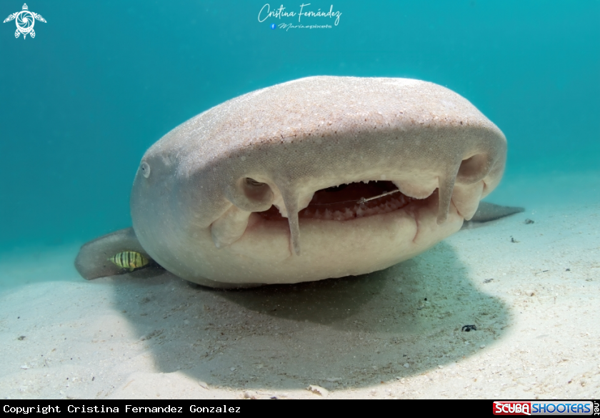 A Nurse shark