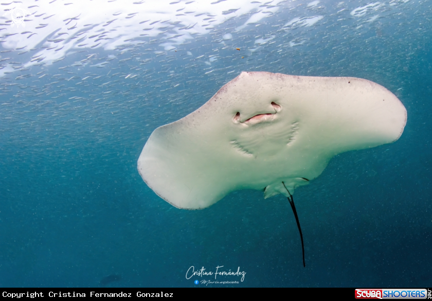 A Whiptail Stingray 